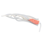 Life-Size Finger Model with Muscles & Tendons - 3B Smart Anatomy