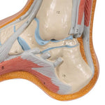 Hollow Foot (Pes Cavus) Model - 3B Smart Anatomy
