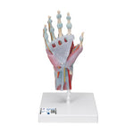 Hand Skeleton Model with Ligaments & Muscles - 3B Smart Anatomy