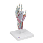 Hand Skeleton Model with Ligaments & Muscles - 3B Smart Anatomy