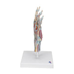 Hand Skeleton Model with Ligaments & Muscles - 3B Smart Anatomy