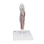 Hand Skeleton Model with Ligaments & Muscles - 3B Smart Anatomy