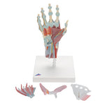 Hand Skeleton Model with Ligaments & Muscles - 3B Smart Anatomy