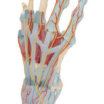 Hand Skeleton Model with Ligaments & Muscles - 3B Smart Anatomy