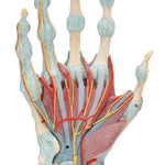 Hand Skeleton Model with Ligaments & Muscles - 3B Smart Anatomy