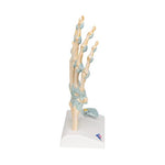 Hand Skeleton Model with Ligaments & Carpal Tunnel - 3B Smart Anatomy