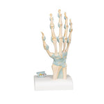 Hand Skeleton Model with Ligaments & Carpal Tunnel - 3B Smart Anatomy