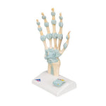 Hand Skeleton Model with Ligaments & Carpal Tunnel - 3B Smart Anatomy
