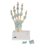 Hand Skeleton Model with Ligaments & Carpal Tunnel - 3B Smart Anatomy