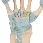 Hand Skeleton Model with Ligaments & Carpal Tunnel - 3B Smart Anatomy