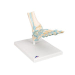 Foot Skeleton Model with Ligaments - 3B Smart Anatomy