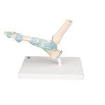 Foot Skeleton Model with Ligaments - 3B Smart Anatomy