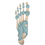 Foot Skeleton Model with Ligaments - 3B Smart Anatomy