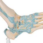 Foot Skeleton Model with Ligaments - 3B Smart Anatomy