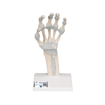 Hand Skeleton Model with Elastic Ligaments - 3B Smart Anatomy