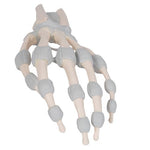 Hand Skeleton Model with Elastic Ligaments - 3B Smart Anatomy
