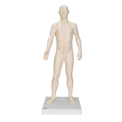 3B Scientific Acupuncture Model, male