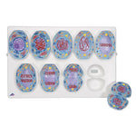 Mitosis Model