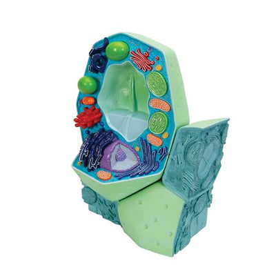 Plant cell model