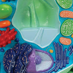 Plant cell model