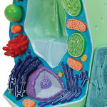 Plant cell model