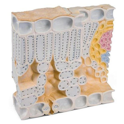 Leaf Cross Section of Beech (Fagus sylvatica), Model