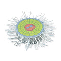 Absorption Zone of the Root (Sinapis alba), Model