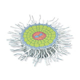 Absorption Zone of the Root (Sinapis alba), Model