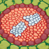 Absorption Zone of the Root (Sinapis alba), Model