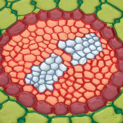 Absorption Zone of the Root (Sinapis alba), Model
