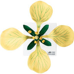 Wild Mustard Flower (Sinapis arvenis), Model