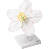 Apple Blossom (Malus pumila), Model