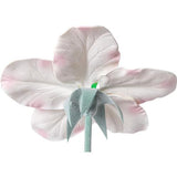 Apple Blossom (Malus pumila), Model