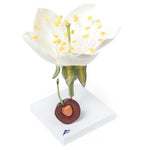 Cherry Blossom with Fruit (Prunus avium) Model