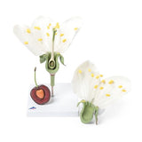 Cherry Blossom with Fruit (Prunus avium) Model