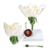 Cherry Blossom with Fruit (Prunus avium) Model