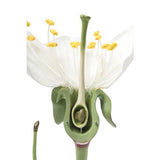 Cherry Blossom with Fruit (Prunus avium) Model