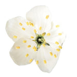 Cherry Blossom with Fruit (Prunus avium) Model