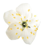 Cherry Blossom with Fruit (Prunus avium) Model