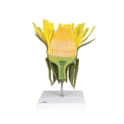 Dandelion Flower (Taraxum officinale), Model