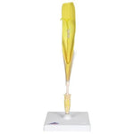 Dandelion Flower (Taraxum officinale), Model