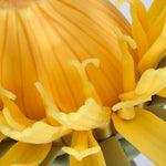Dandelion Flower (Taraxum officinale), Model