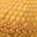 Chamomile Blossom (Matricaria chamomilla) Model