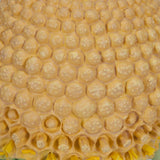 Chamomile Blossom (Matricaria chamomilla) Model