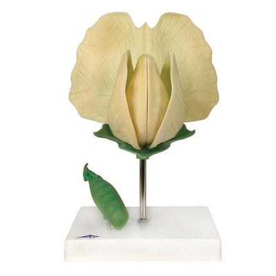 Pea Blossom (Pisum sativum), Model