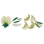 Pea Blossom (Pisum sativum), Model