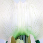 Pea Blossom (Pisum sativum), Model