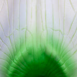 Pea Blossom (Pisum sativum), Model
