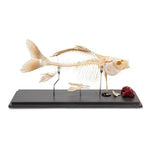 Carp Skeleton (Cyprinus carpio), Specimen