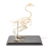 Chicken Skeleton (Gallus gallus domesticus), Specimen